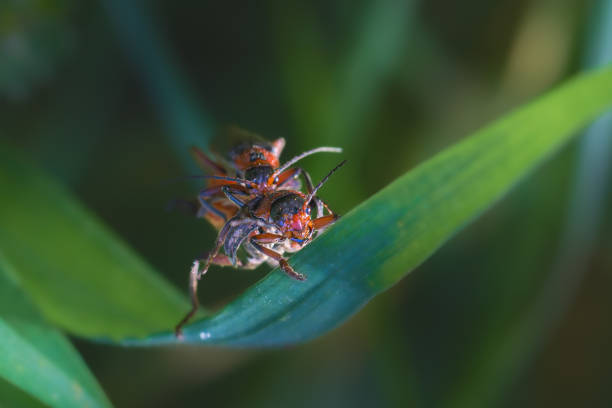 insects in close-up