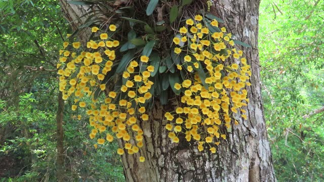 Dendrobium lindleyi Steud.