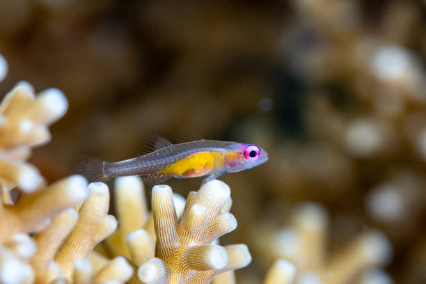Purple-eye Goby Bryaninops natans