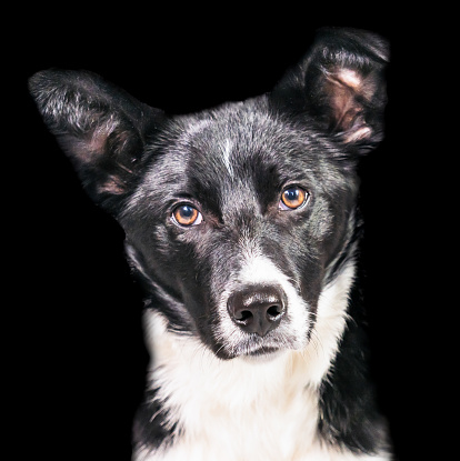 Portrait of a young Border Collie dog on a black background.