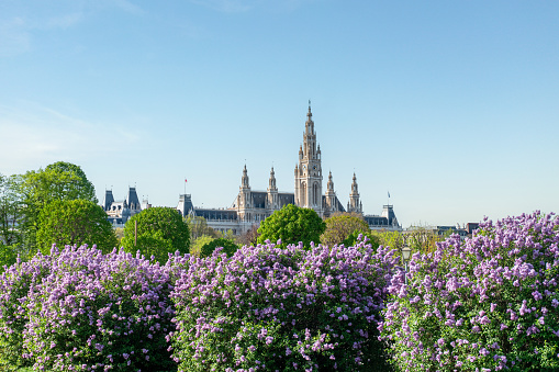Vienna Town Hall building in springtime and summer. Famous touristic landmark in the inner district and muniipal building.