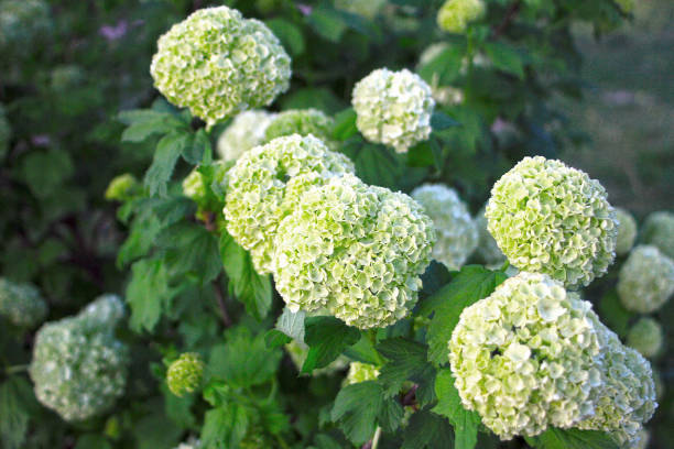 istock Gorgeous and wonderful white flowers in a bush. 2149235831