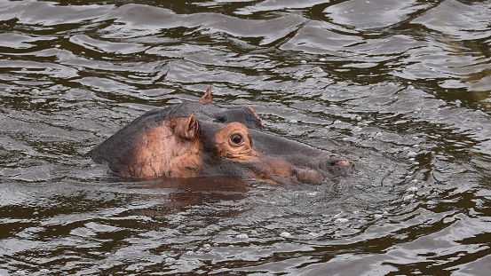 Hippopotamus amphibius. Head of a hippo emerging from water, surrounded by ripples and bubbles. Western Cape, South Africa.
