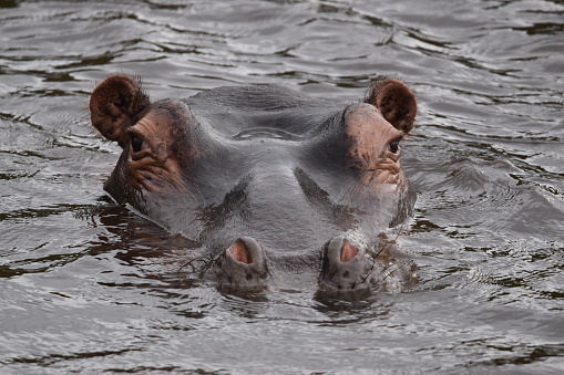 Hippopotamus amphibius. Front view of head of a hippo emerging from water, surrounded by ripples. Western Cape, South Africa.