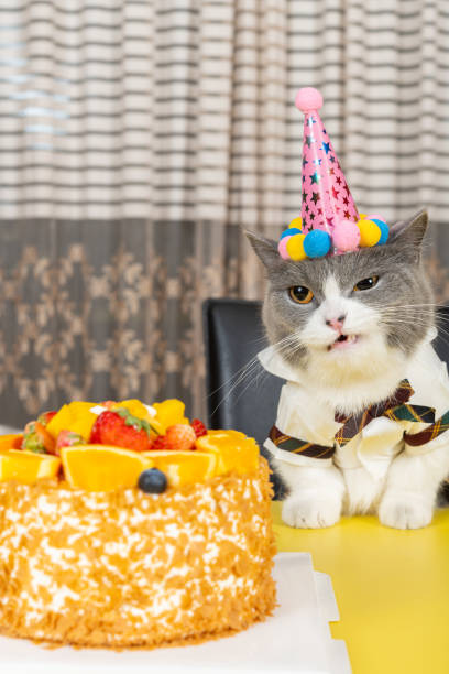 istock cute british shorthair cat celebrating her birthday vertical composition 2149237515