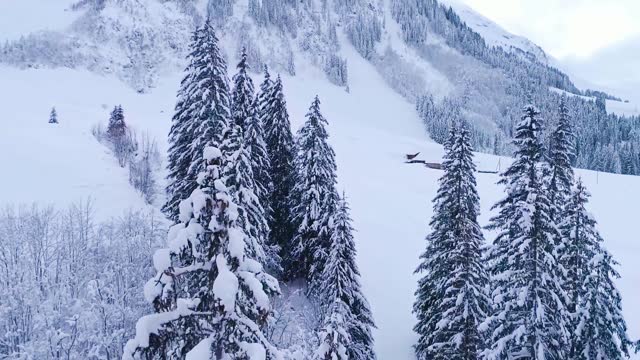 Flight over a snowy trail between coniferous trees and a small wooden cabin stock video