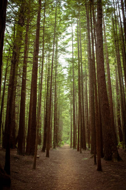 New Zealand Redwood Forest