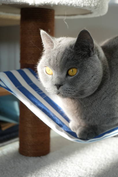 istock British shorthair blue cat 2149239234