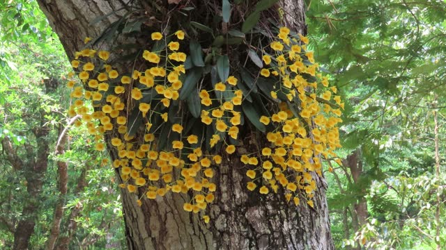 Dendrobium lindleyi Steud.