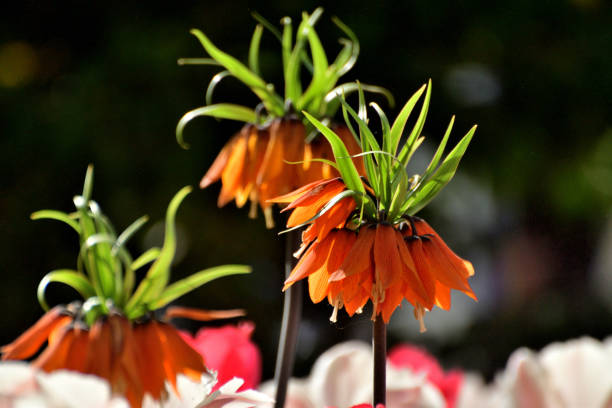 istock Fritillaria imperialis Flower 2149240280