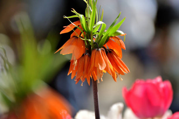 istock Fritillaria imperialis Flower 2149240285