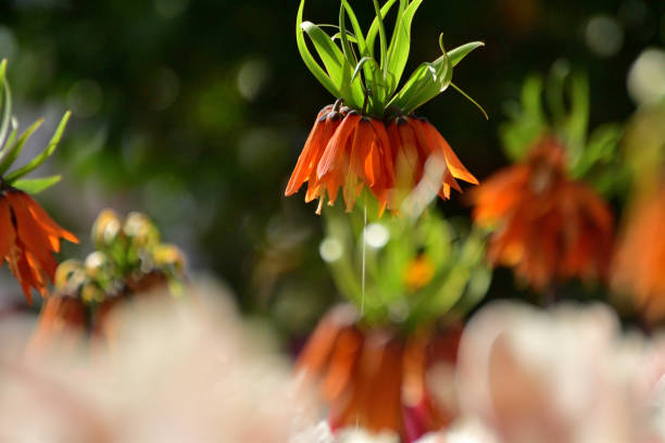 istock Fritillaria imperialis Flower 2149240306