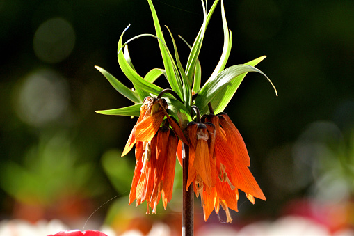 Fritillaria imperialis is a bulbous herbaceous perennial, which features a beautiful display of orange-red pendant, bell-shaped flowers, blooming in mid to late spring. The plant is topped by a crown of small leaves and rising high at the end of an upright stem bearing lance-shaped, glossy leaves. Although the plant that I saw was about 30 cm or so, I understand that it grows up to around one meter high.