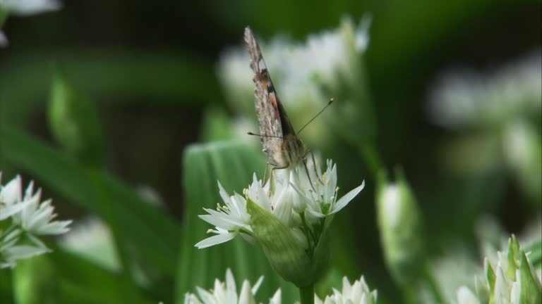 painted lady butterfly on a wild garlic blossom