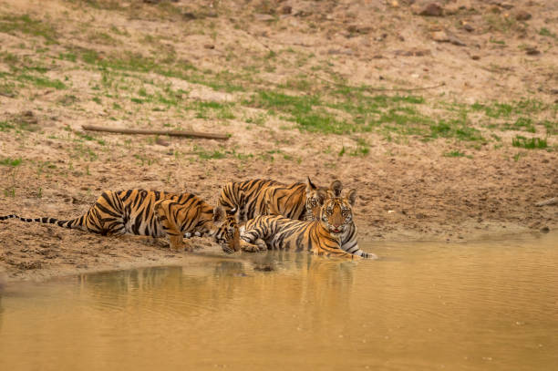 istock three new born wild tiger or panthera tigris cubs together drinking water in natural source in dry hot summer season safari at bandhavgarh national park forest reserve madhya pradesh india 2149241857