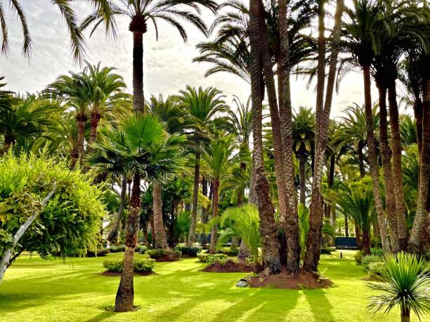 palm trees in the canary islands, Spain