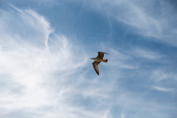 istock Seagull on blue background. European herring gull, Larus argentatus. Seagull flying in front of blue clouds. 2149242464
