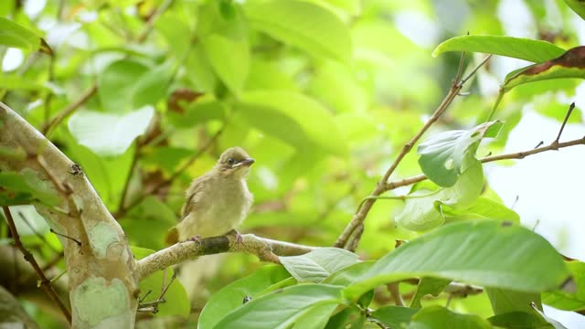 Streak-eared Bulbul (Pycnonotus blanfordi), Curious Fledgling: Young Bird Perched on Branch, Observing Its Surroundings