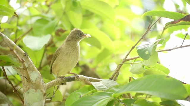 Streak-eared Bulbul (Pycnonotus blanfordi), Bird Feeding Time: Mother Bird Delivering Food to Baby in Lush Tree