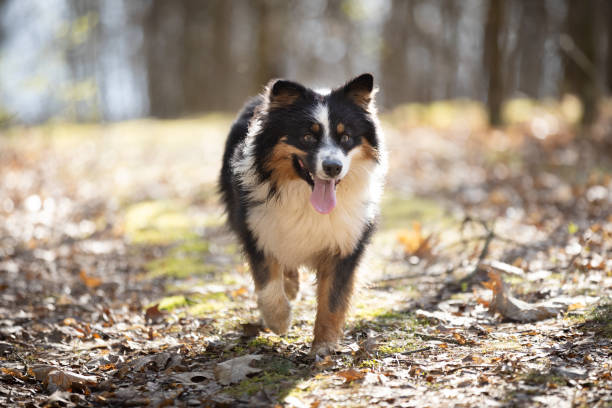 Australian Shepherd dog on forest road in sunny day. This file is cleaned and retouched.
