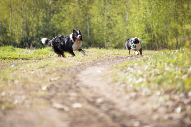 Two Australian Shepherd dogs running for ball on meadow in sunny day. This file is cleaned and retouched.