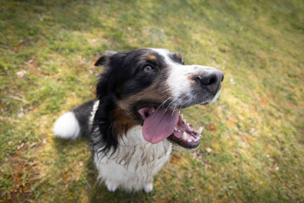 istock Australian Shepherd dog rests on the grass meadow 2149243142