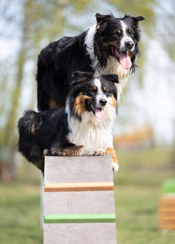 Two Australian Shepherd dogs training on platform. This file is cleaned and retouched.
