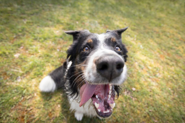 istock Australian Shepherd dog rests on the grass meadow 2149243196