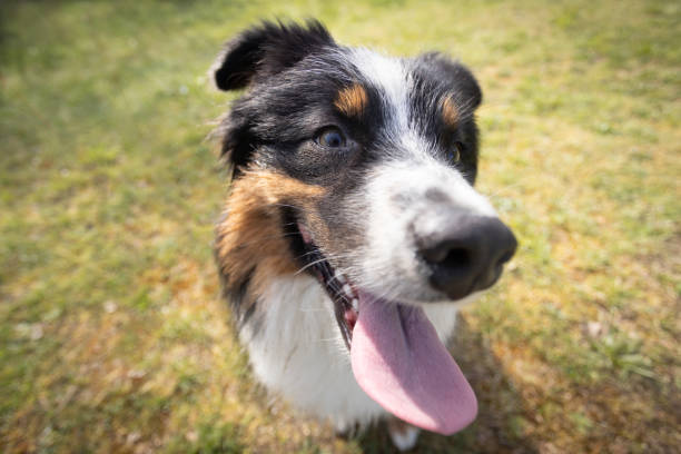 istock Australian Shepherd dog rests on the grass meadow 2149243390
