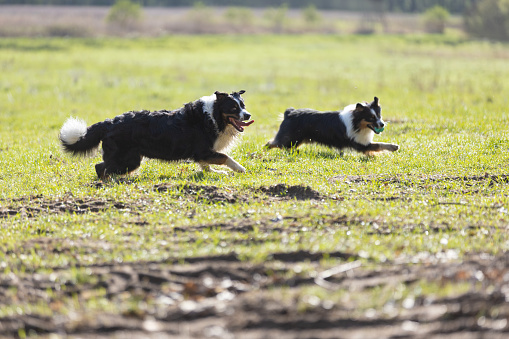 Two Australian Shepherd dogs running for ball on meadow in sunny day. This file is cleaned and retouched.