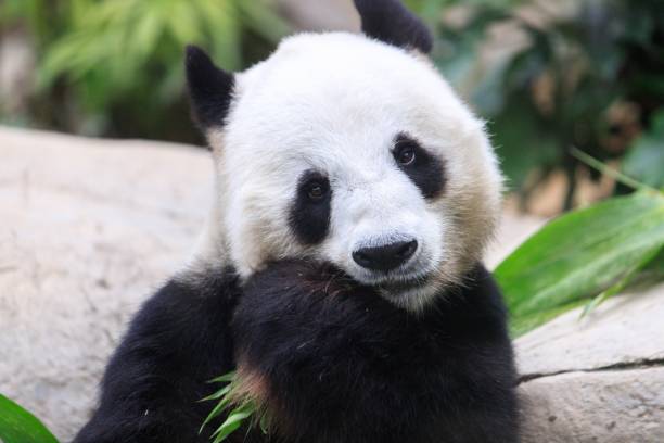 Animal, China