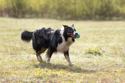 Australian Shepherd dog playing with ball on meadow in sunny day. This file is cleaned and retouched.