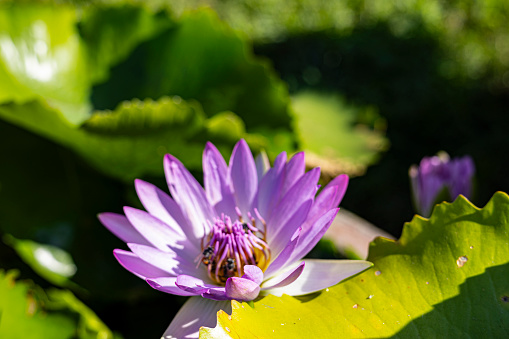 Beautiful lotus in the pond. Beautiful lotus and fascinating garden