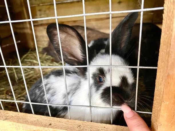 istock little rabbit in a cage with his mother 2149244028