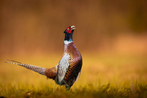 istock Bird - Common pheasant Phasianus colchius Ring-necked pheasant in natural habitat wildlife Poland Europe 2149244592
