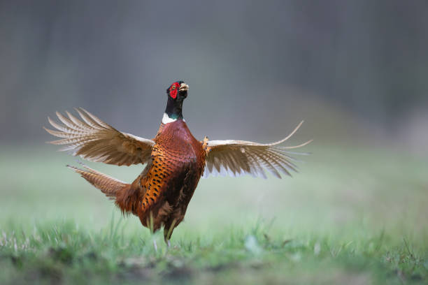 istock Bird - Common pheasant Phasianus colchius Ring-necked pheasant in natural habitat wildlife Poland Europe 2149244595