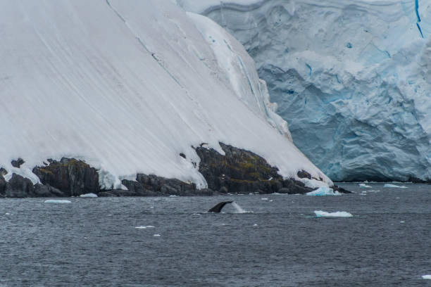 istock Antarctic landscape with a diving whale 2149244701
