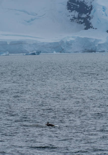 istock Killer whales in the Antarctic 2149244730