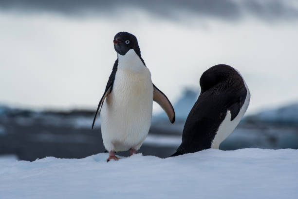 istock Adelie Penguin standing on an iceberg 2149244744
