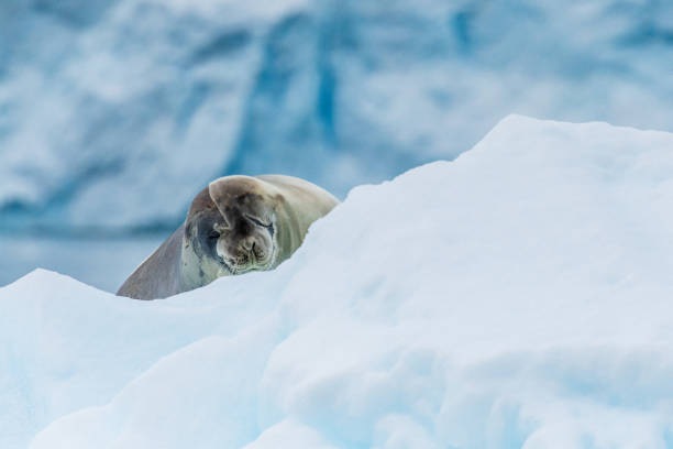 Close-up of a Weddell seal -Leptonychotes weddellii- resting on a small iceberg near Danco Island on the Antarctic peninsula