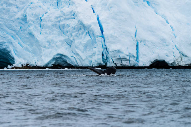 istock Tail of a humpback whale in the Antarctic 2149244803