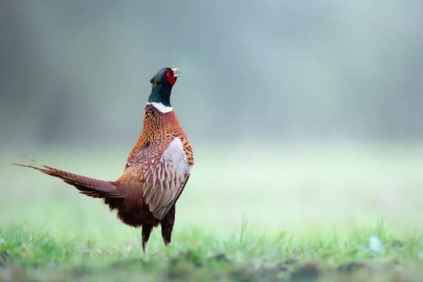 istock Bird - Common pheasant Phasianus colchius Ring-necked pheasant in natural habitat wildlife Poland Europe 2149244825