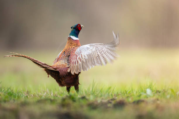 istock Bird - Common pheasant Phasianus colchius Ring-necked pheasant in natural habitat wildlife Poland Europe 2149244835