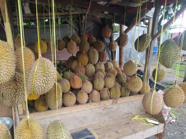istock durian fruit sold by durian traders 2149246107