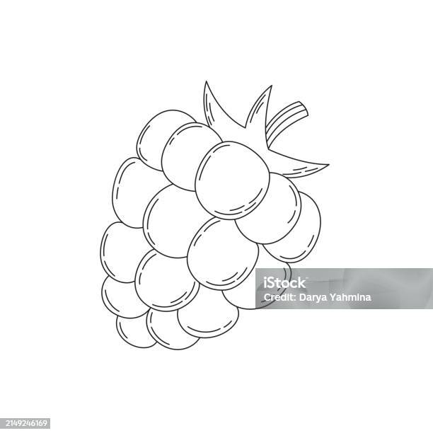 Hand Drawn Doodle Sketch Of A Raspberry Stock Illustration - Download ...