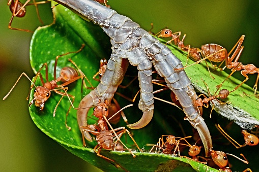 Ants Biting and Dragging Bird Claw to nest - animal behavior.