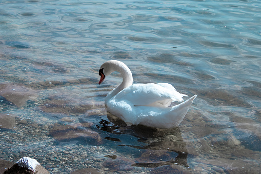 Close-up of a swan swimming in Lake Starnberger See, a lake in the foothills of the Alps at an altitude of 584 m, in Germany.