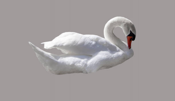 istock Swan bird isolated on monochrome background. Beautiful white swan 2149246711