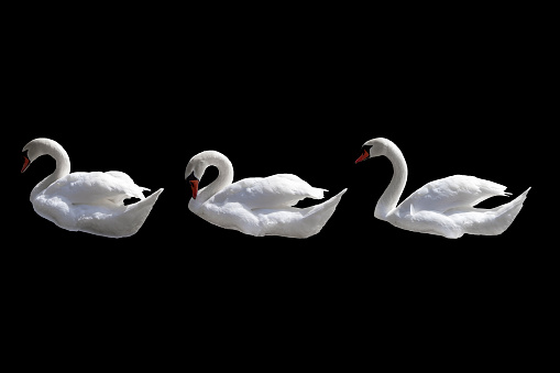 Swan bird isolated on monochrome background. Beautiful white swan.