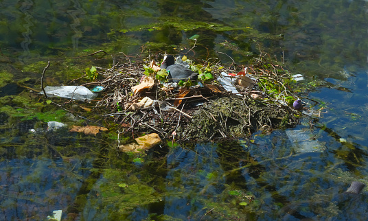 pollution of inland waters with plastic waste, coot bird in the nest made of plastics and packaging waste. Environmental conservation concept.